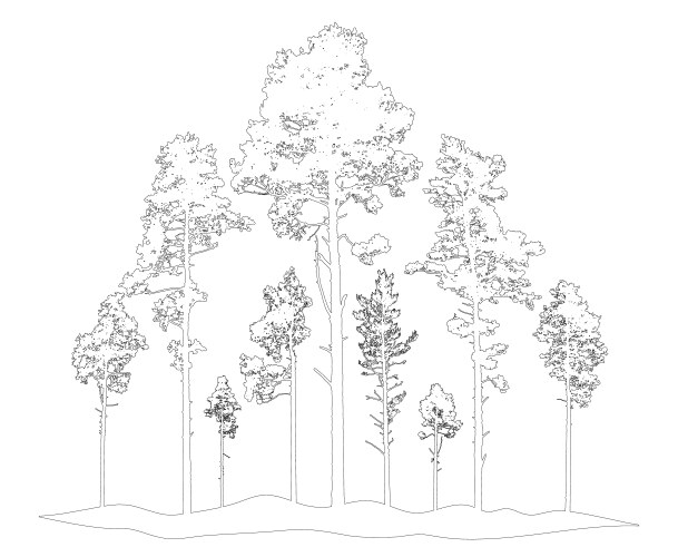 Contour of coniferous forest pine trees vector image