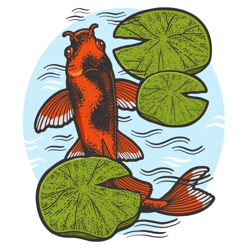 Koi carp fish color sketch Vector Image