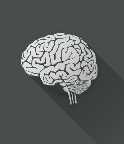 Root brain Royalty Free Vector Image - VectorStock