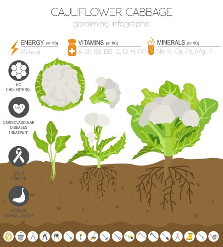 cauliflower cabbage beneficial features graphic vector