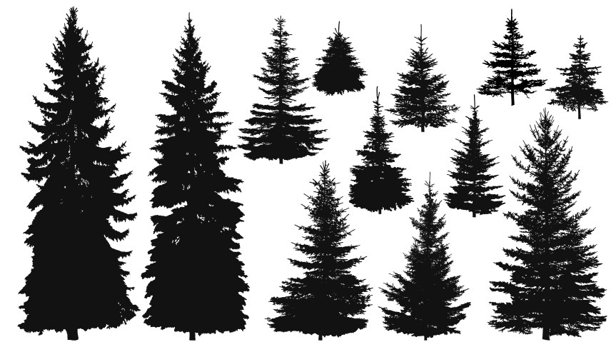 Set silhouettes pine tree isolated on white Vector Image