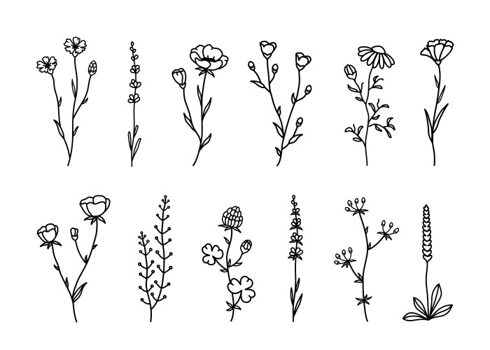 Floral Herbs & Wildflowers Sketch Vector Image
