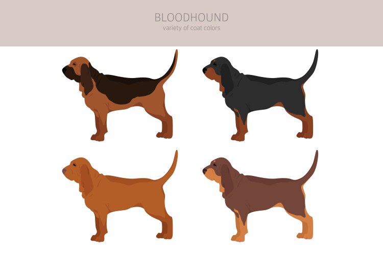 Bloodhound clipart different coat colors Vector Image