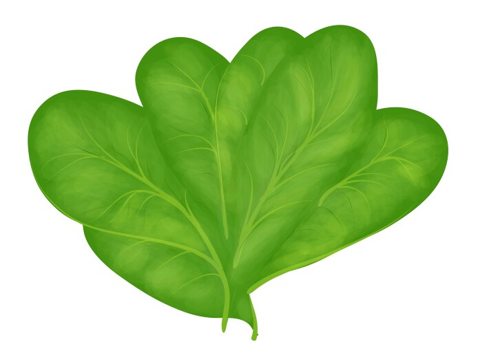 Cartoon Spinach Leaves Icon Royalty Free Vector Image