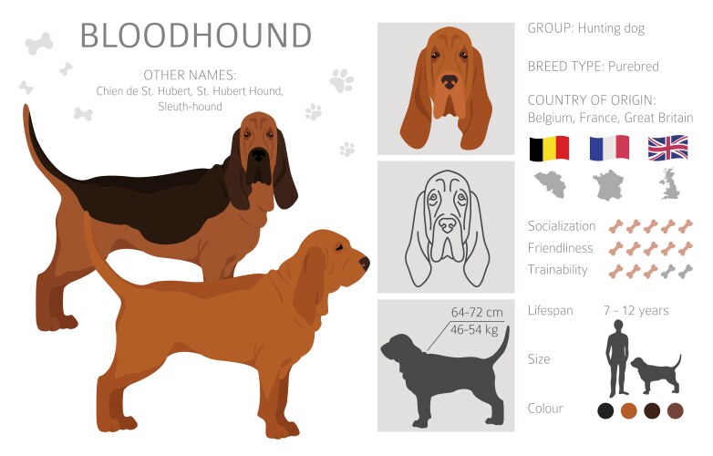 Bloodhound clipart different coat colors Vector Image