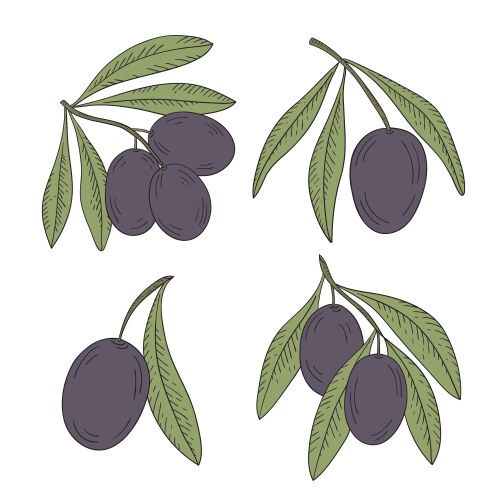 Branch of olive tree on a white background Vector Image