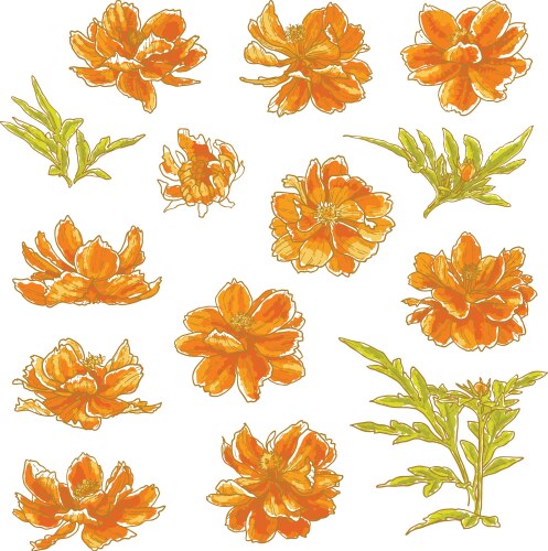 Watercolor Cosmos Flowers Vector Image