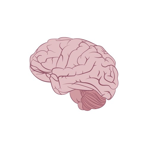 Structure of human brain section schematic Vector Image