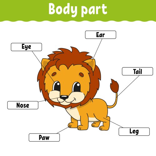 Animal Body Parts Learning Vector Image