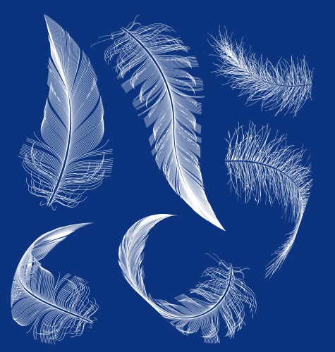 Feathers with flying birds Royalty Free Vector Image