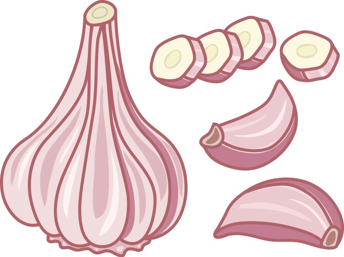 garlic vector