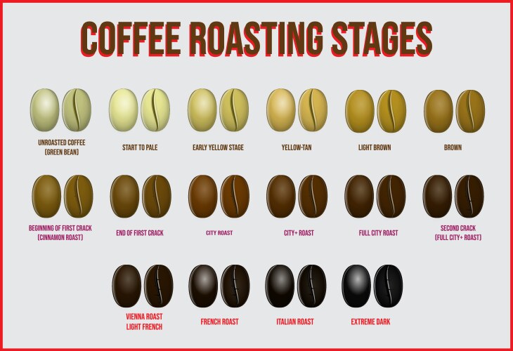 Coffee Bean Roasting Stages Vector Image
