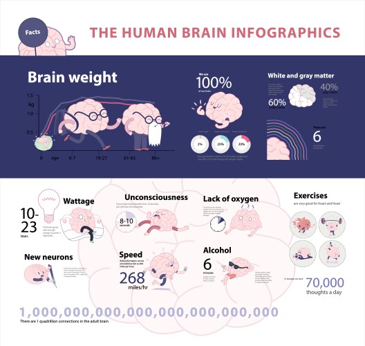 Human brain infographic 2 vector image