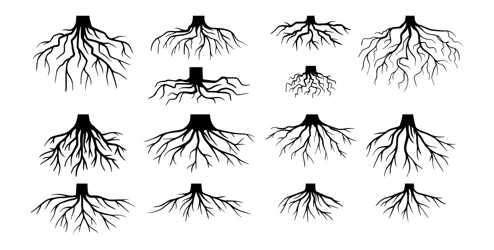 Root Clipart Black And White Simple Tree Roots Plant Drawing Black And