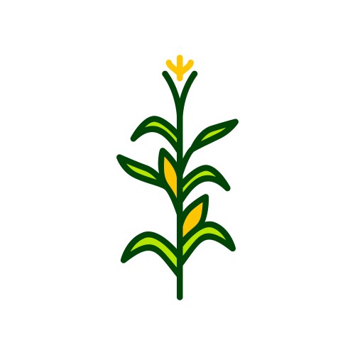Corn plant Royalty Free Vector Image - VectorStock