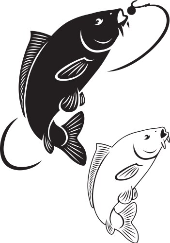 Carp Fish Illustration Vector Image