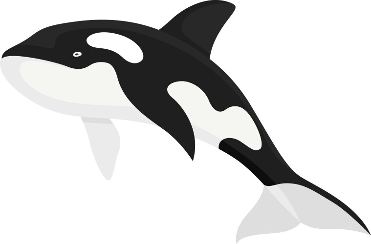 Killer whale Royalty Free Vector Image - VectorStock