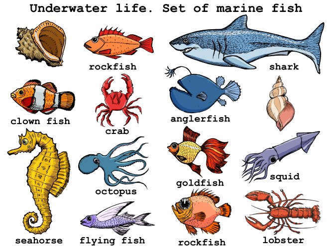 underwater life set sea fish vector