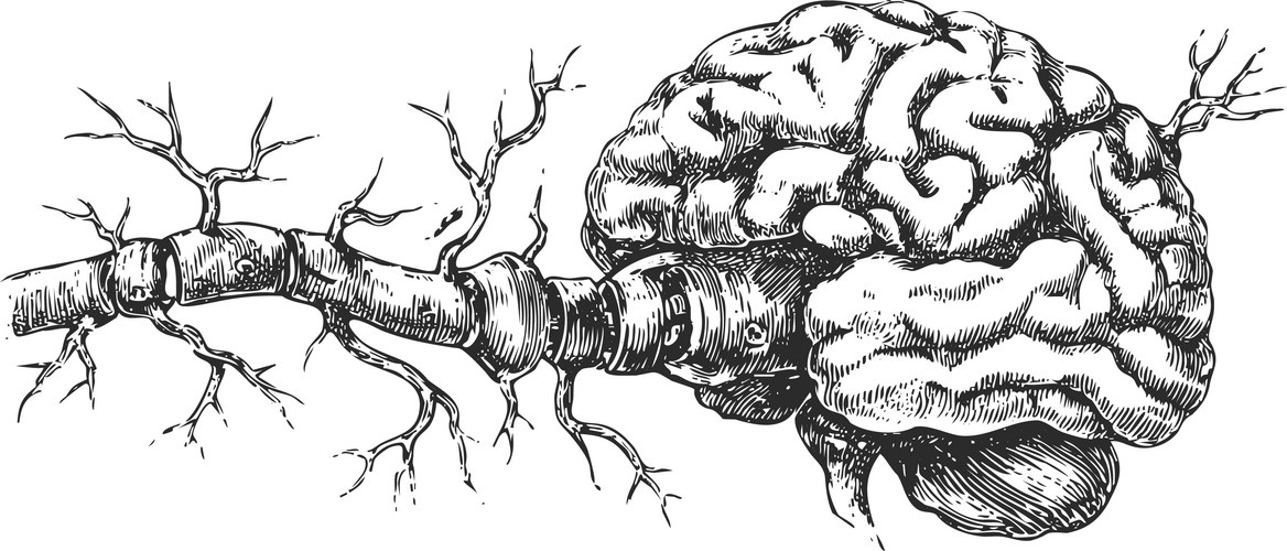 Detailed Human Brain Anatomy Drawing Vector Image