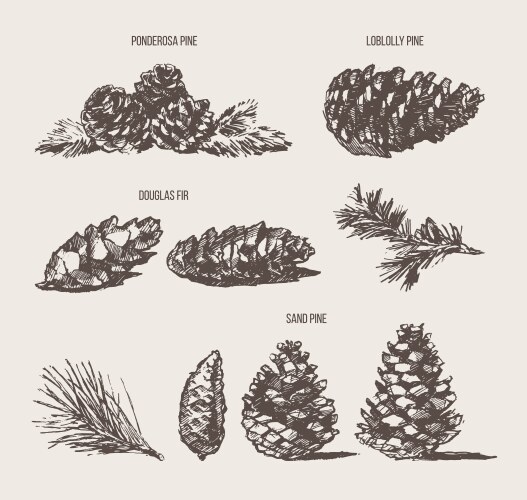 Fir pine cone hand drawn set Royalty Free Vector Image