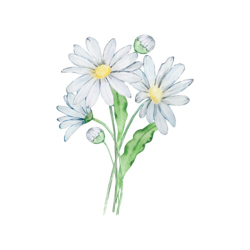 Watercolor Daisy Bouquet Vector Image