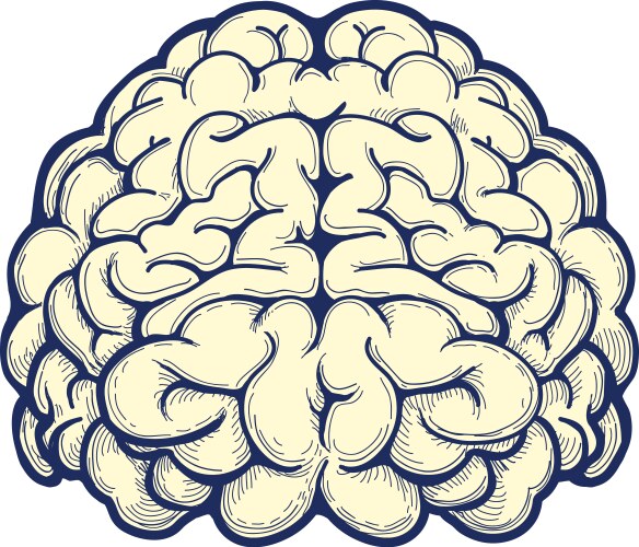 Human Brain Icon - Anatomical Drawing Vector Image