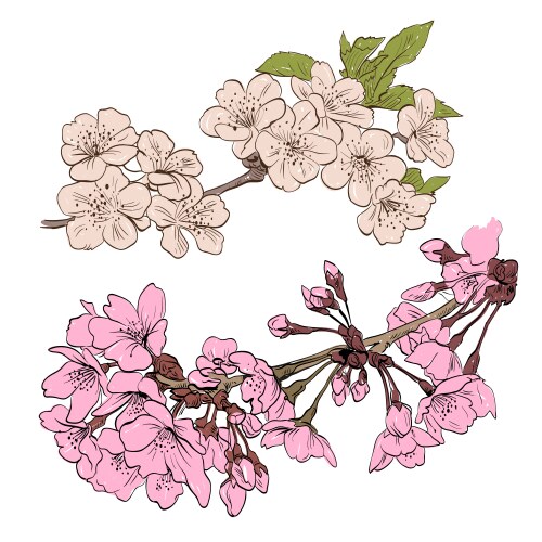 Cherry blossom for chinese new year and mid Vector Image