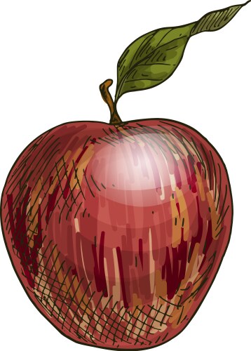 red apple with leaf full color realistic sketch vector image