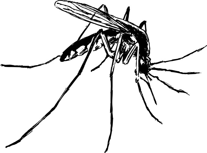 Detailed Mosquito Sketch Vector Image
