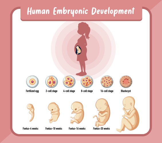 human embryonic development in infographic vector image