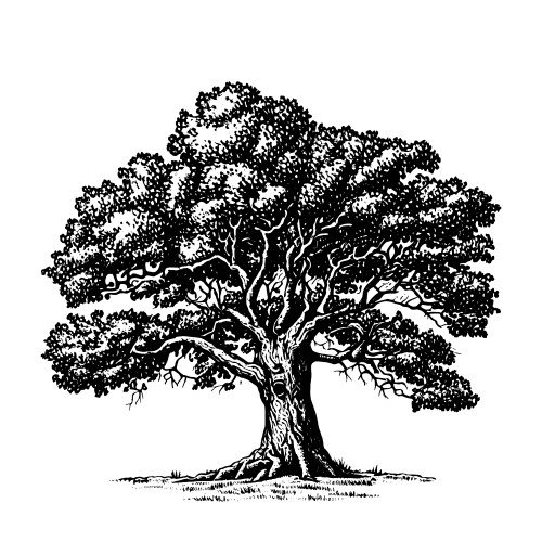 High detail olive tree hand drawn Royalty Free Vector Image