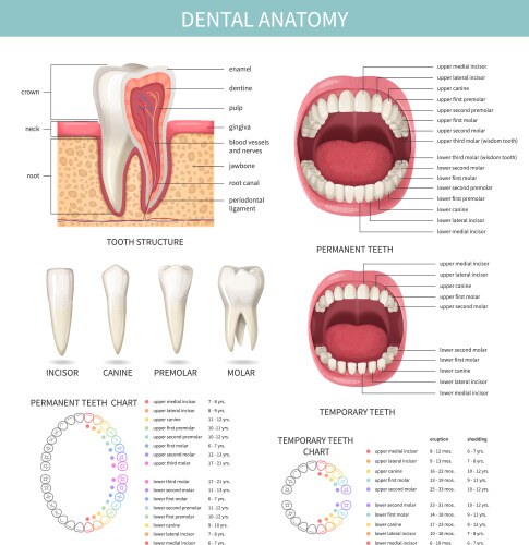 Tooth anatomy chart orthodontist human teeth loss Vector Image