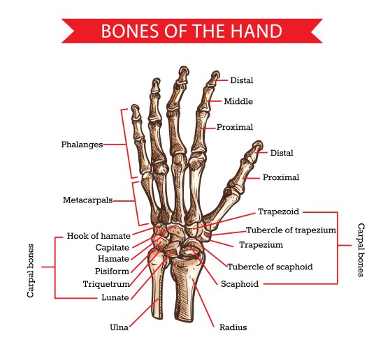 hand and wrist bones human anatomy sketch vector