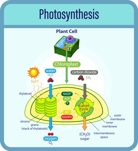 diagram showing process of photosynthesis vector image