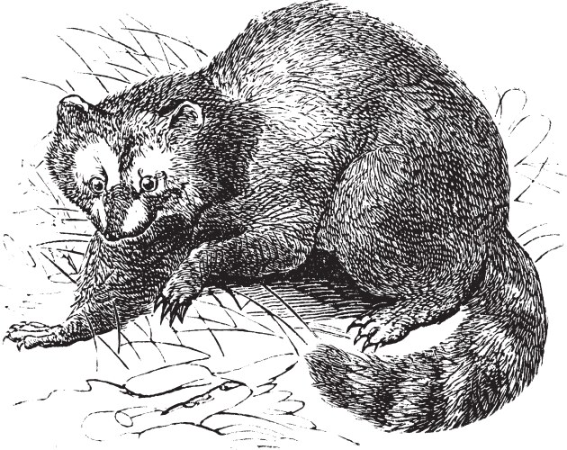 Vintage Raccoon Engraving Vector Image