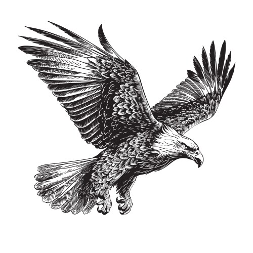 eagle in flight vector image