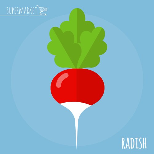 White radish vegetable with root in soil texture Vector Image