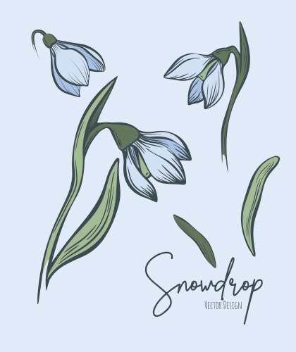 Snowdrop Vector Images (over 4,400)