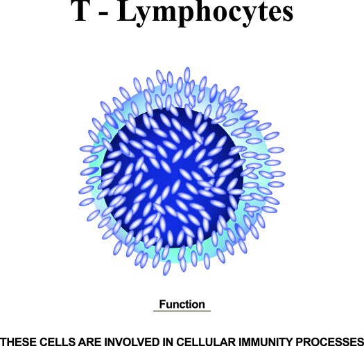 T lymphocytes structure the functions vector image