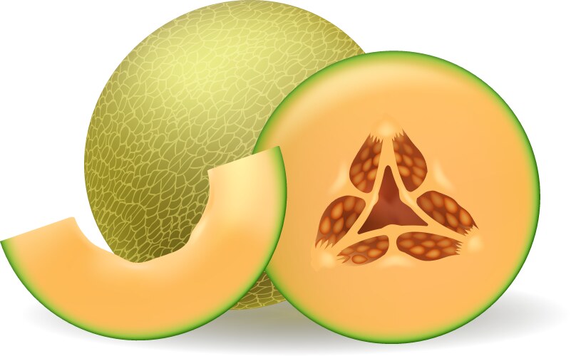 cantaloupe melon realistic image vector image