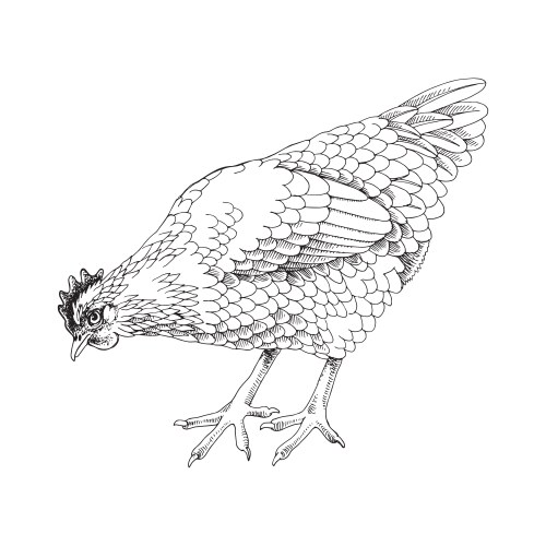 Hand-Drawn Chicken Sketch Vector Image
