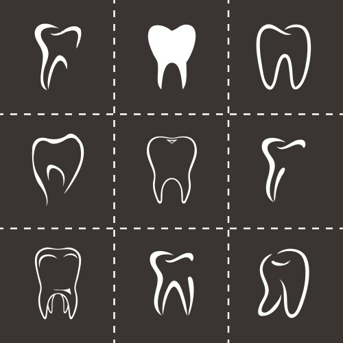 Teeth anatomy scheme tooth structure infographic Vector Image
