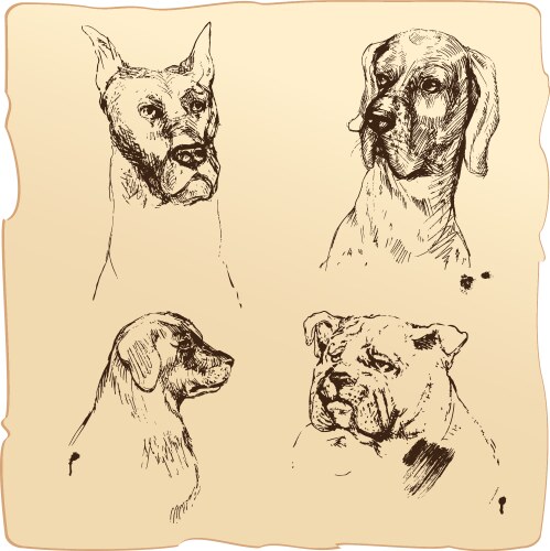 Set of dogs heads - dalmatian bloodhound bulldog h Vector Image
