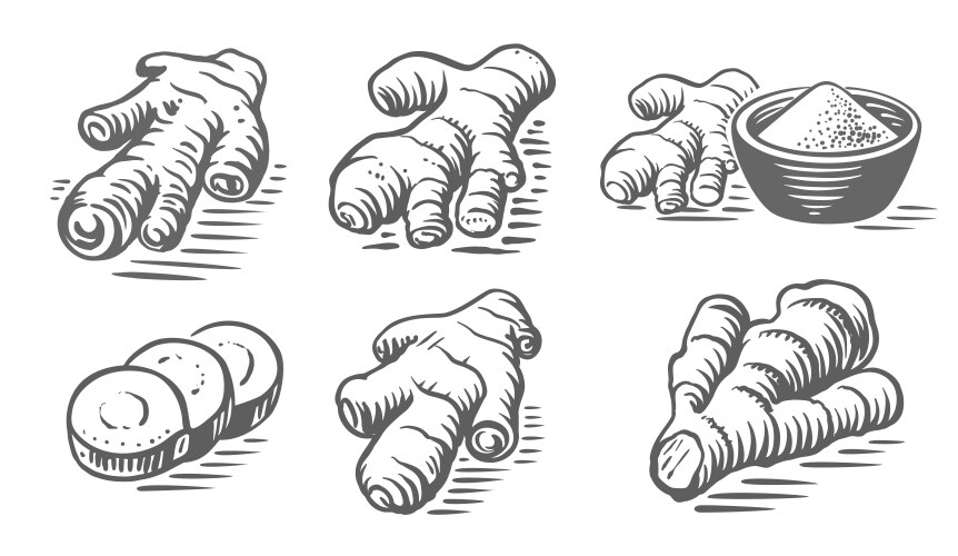 Vintage Ginger Root Drawing Vector Image