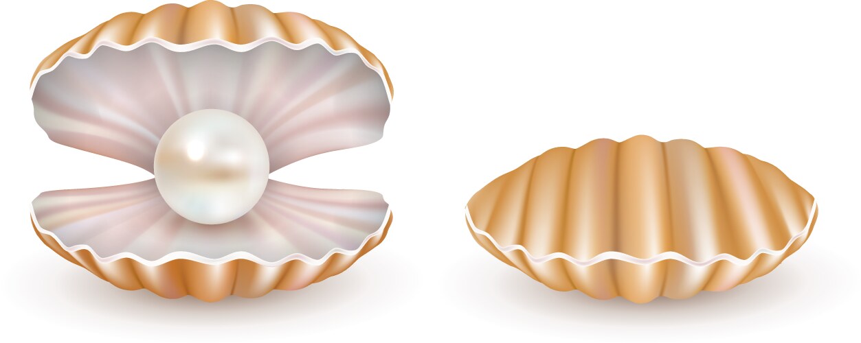 Shell with pearl clam oyster 3d icon Royalty Free Vector