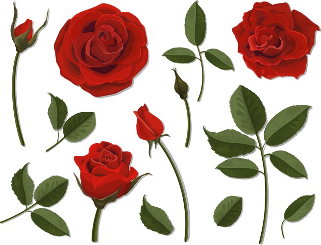 Set of scarlet rose flower parts Vector Image