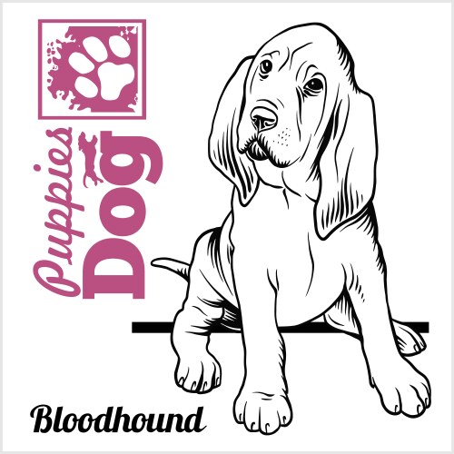 Bloodhound Puppy Sketch - Hand Drawn Portrait Vector Image
