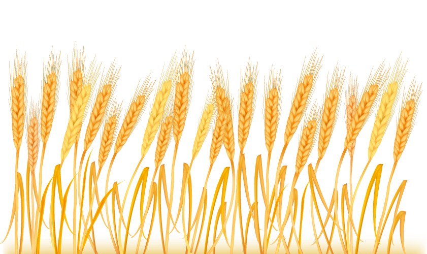Wheat in the field Royalty Free Vector Image - VectorStock