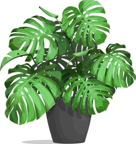 Realistic monstera in a flower pot Royalty Free Vector Image