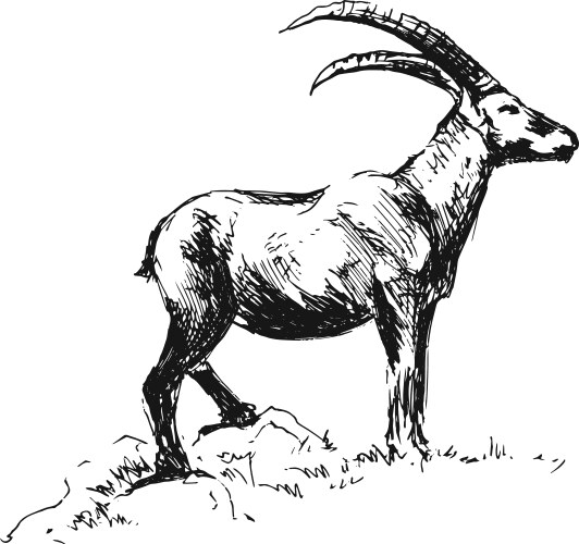 Capricorn Ram Sketch Vector Image